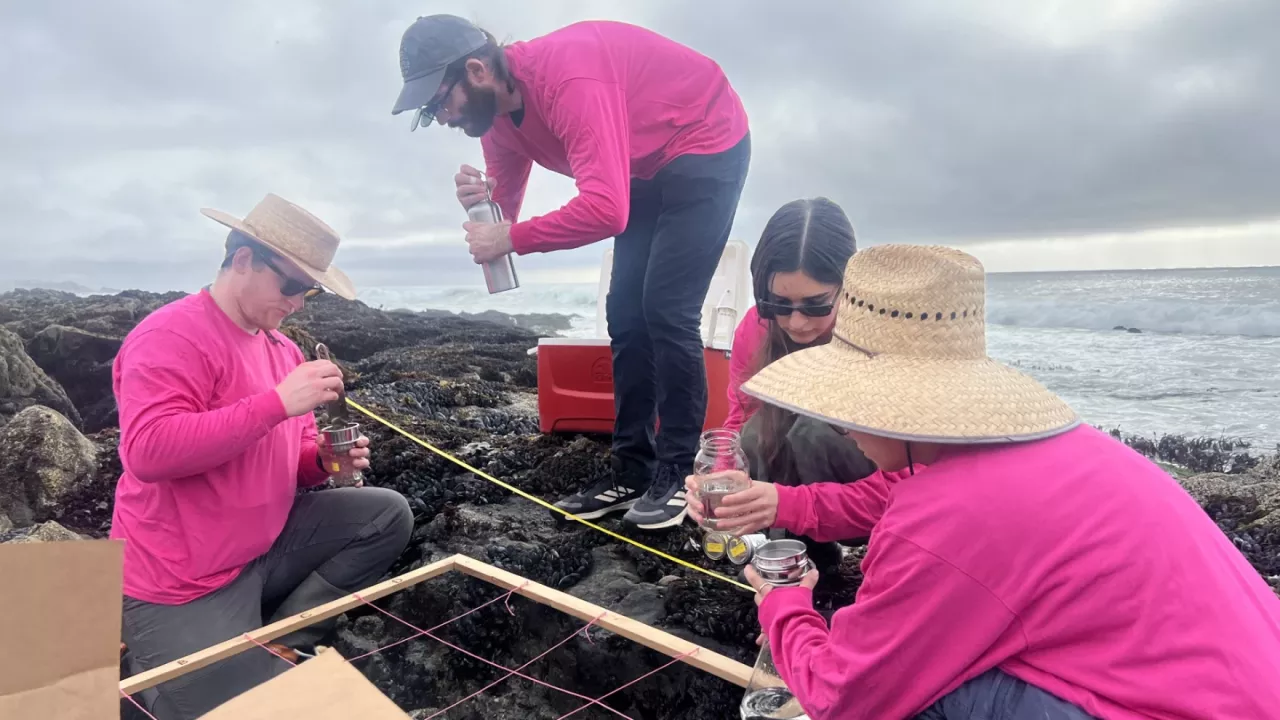 Zeke Spooner (top) with team members sampling tide pools at Bodega Marine Lab.