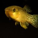 an adult killifish